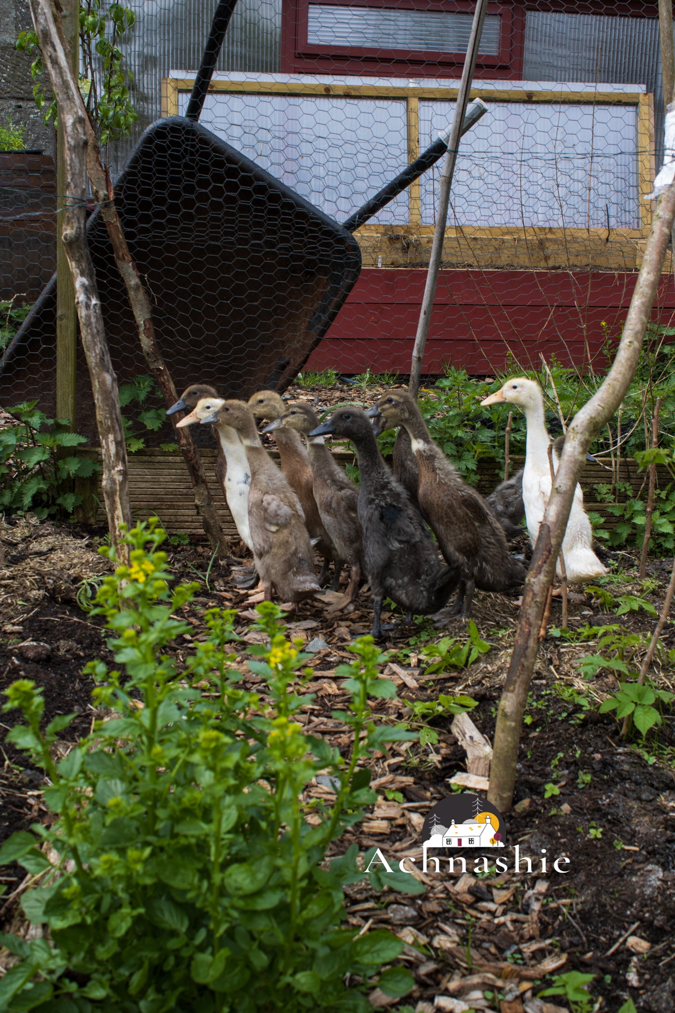 A Day at the Farm - Photo Prints