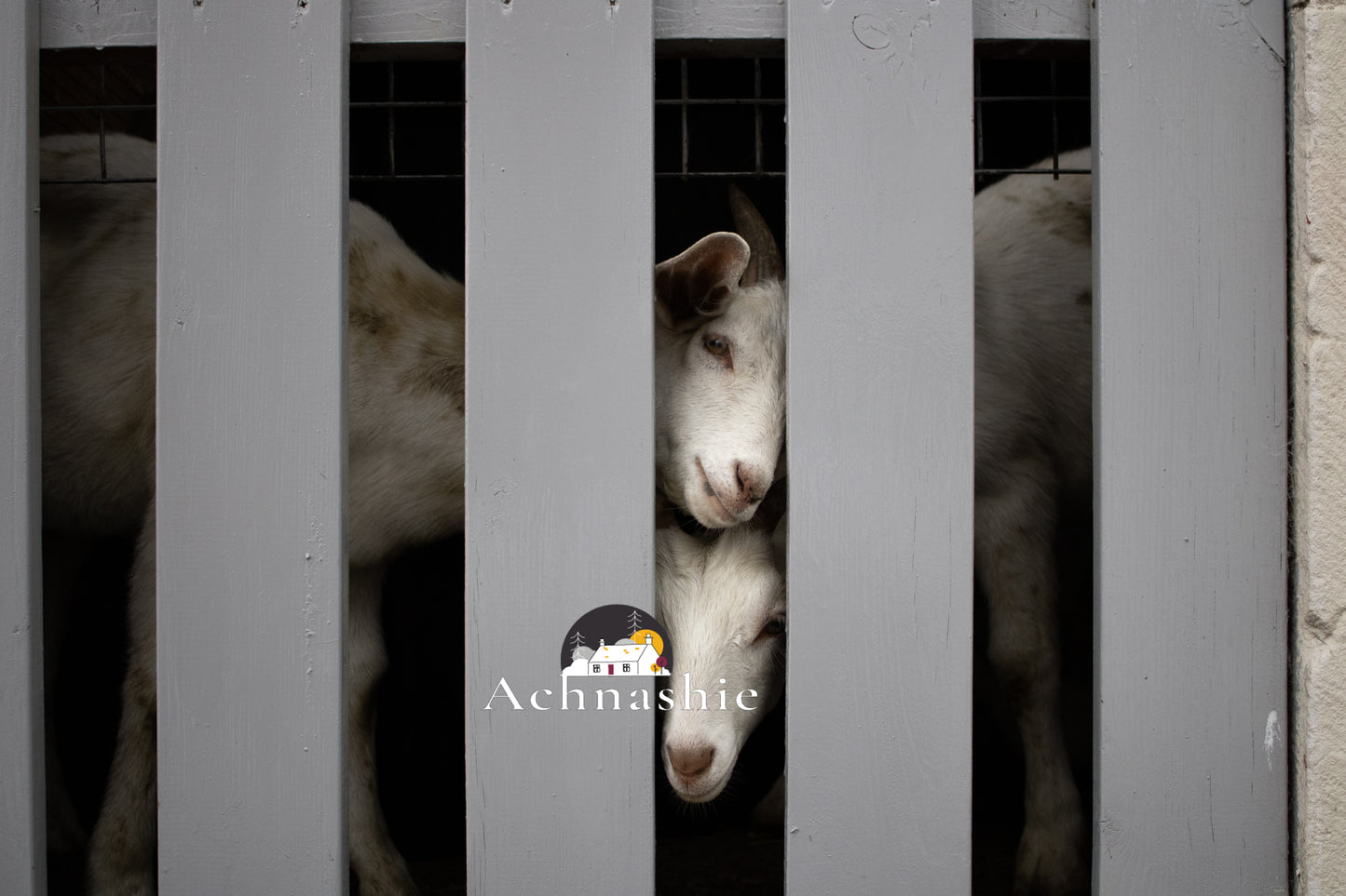 A Day at the Farm - Photo Prints