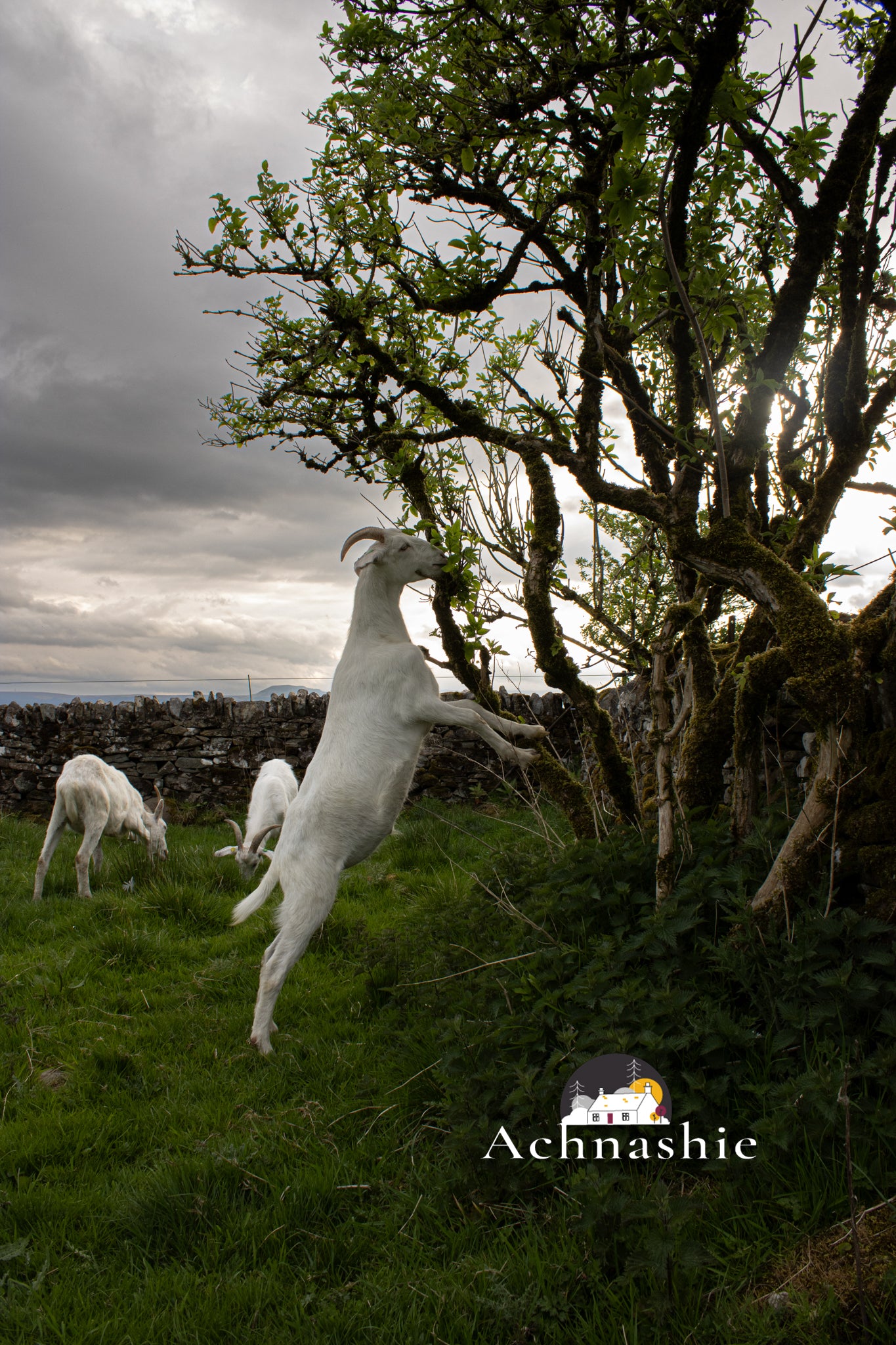 A Day at the Farm - Photo Prints