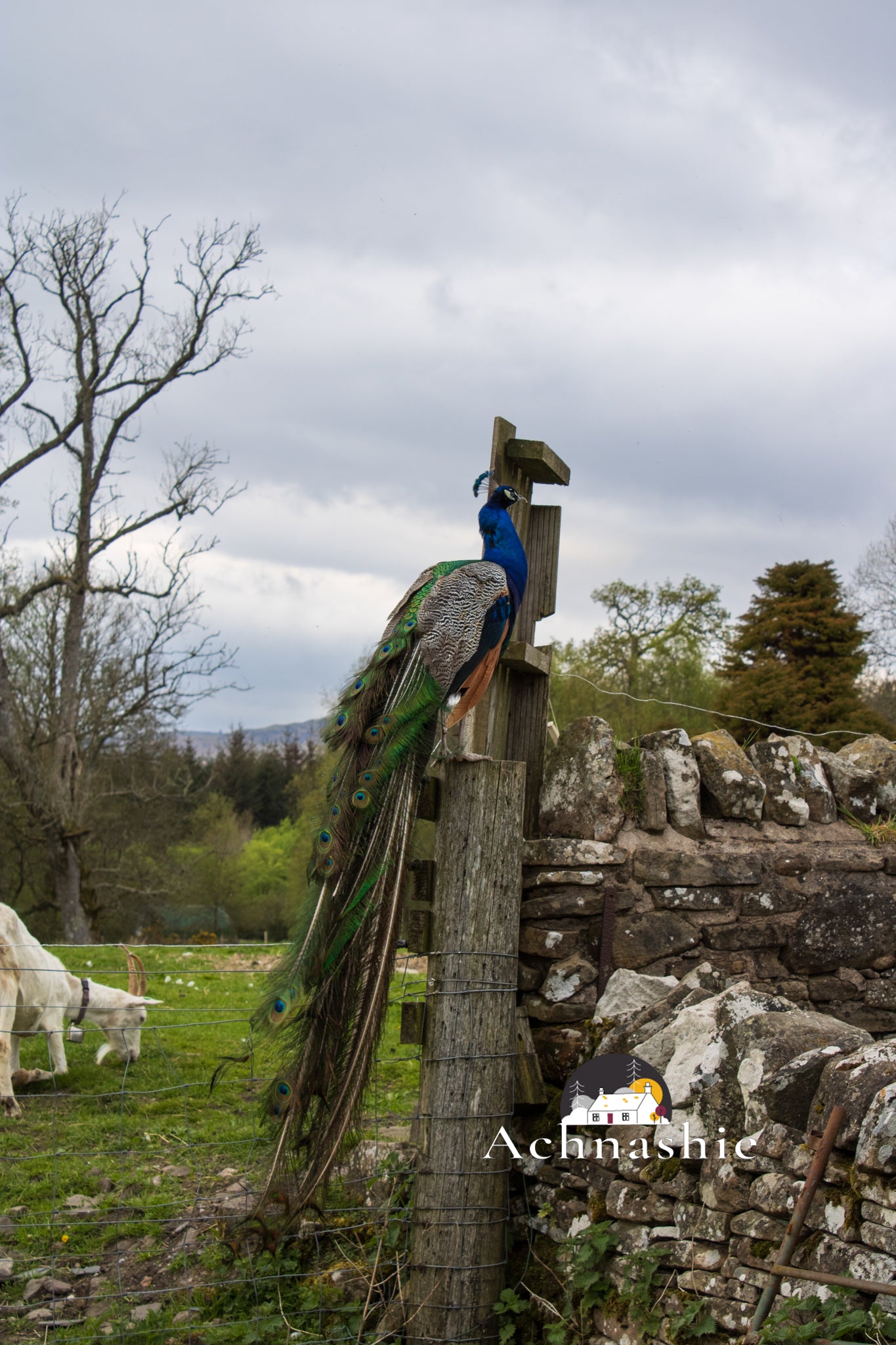 A Day at the Farm - Photo Prints