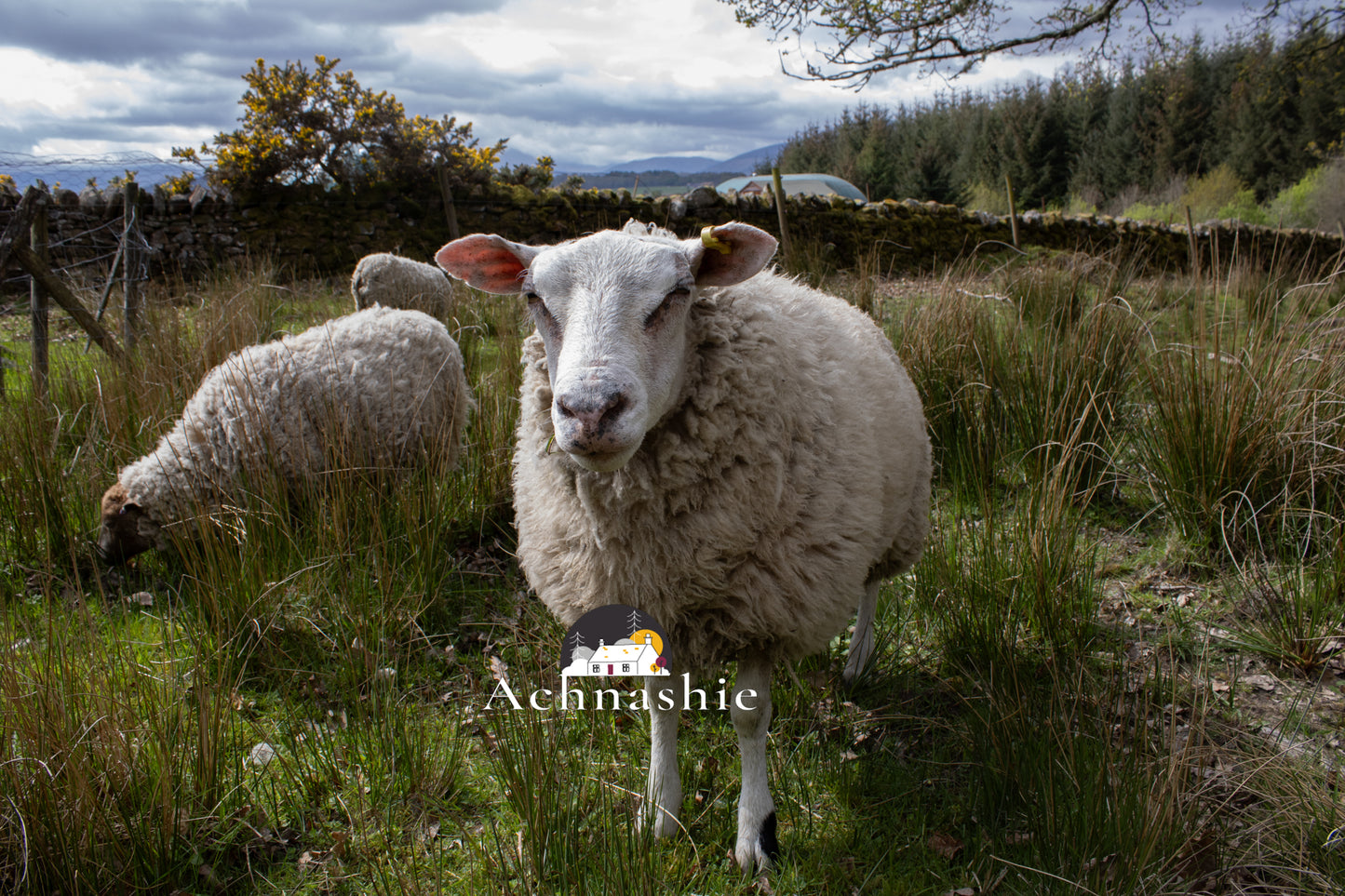 A Day at the Farm - Photo Prints