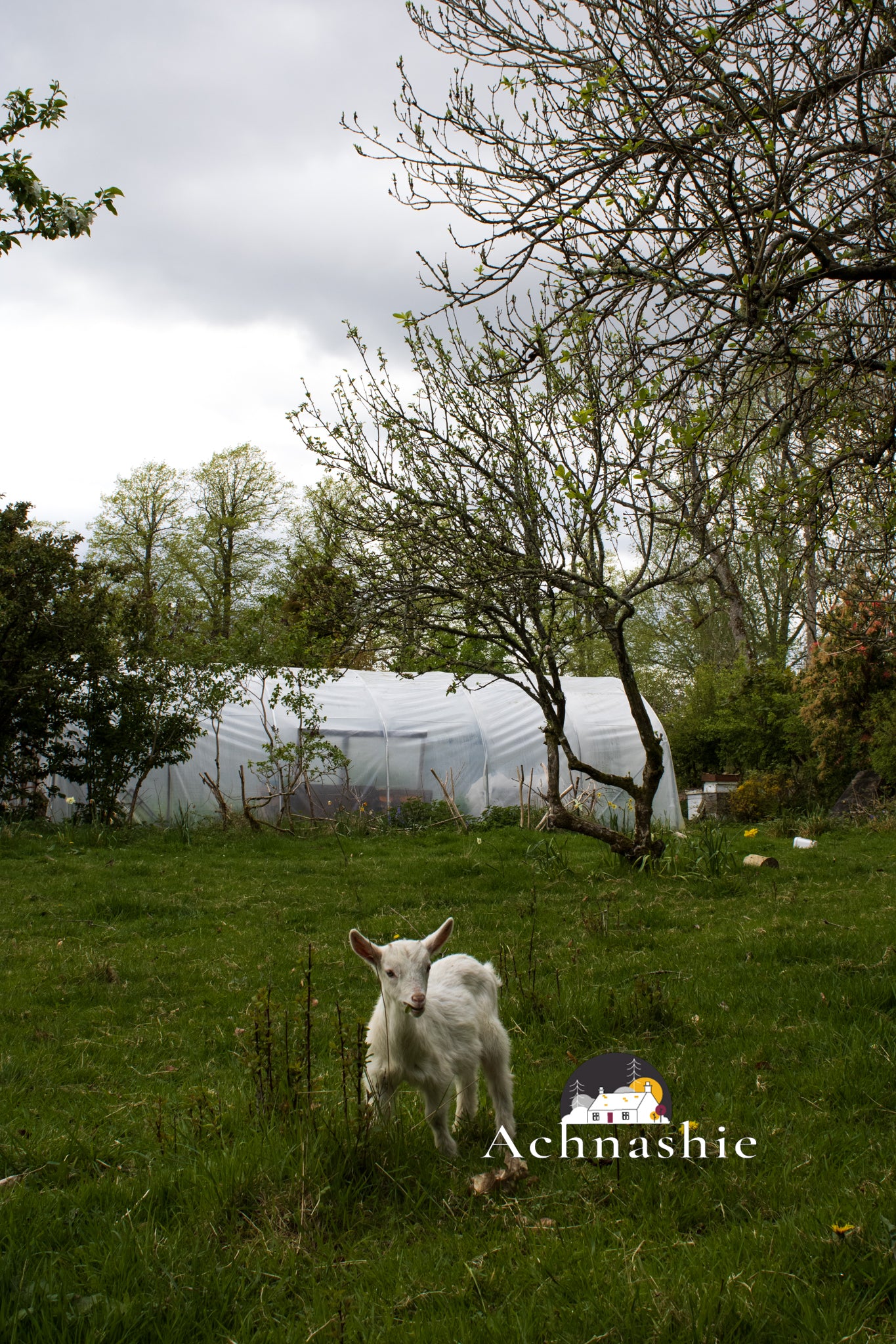 A Day at the Farm - Photo Prints